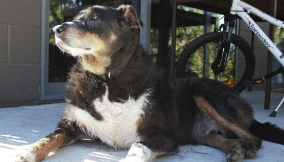 12岁牧羊犬突然走失 原来是救援佳话一则 12岁牧羊犬突然走失 原来是救援佳话一则