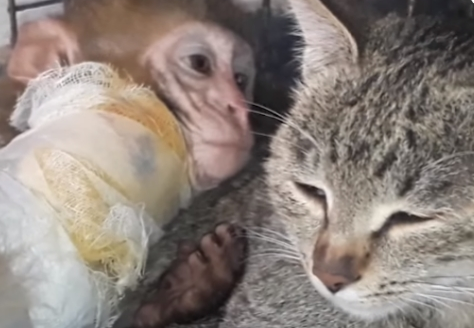 动物的友谊不分种族！超暖心虎斑猫主动照顾受伤小猴