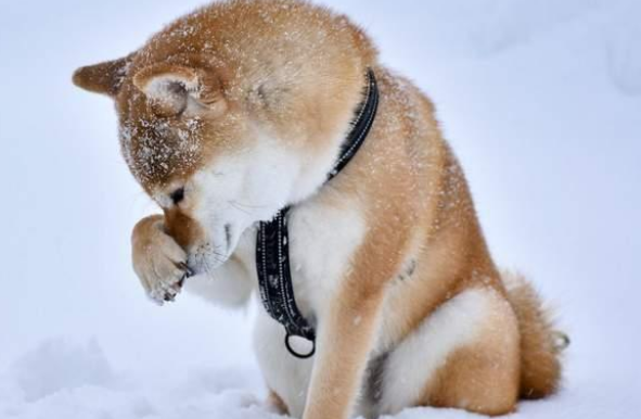 下大雪也要出门！主人冷得不行，柴犬却超开心在雪地“裸奔”！