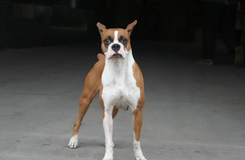 拳师犬发烧如何治疗？这篇文章给你答案！