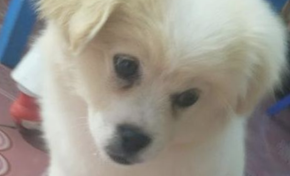 女生刚迁来住宅小区，却总会有一只狗狗和她回家了，了解缘由她一脸心痛