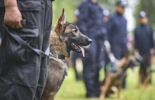 首支警用装备复制犬昆勋,通过培训变成“国家公务员” ,宣布入警履新! 首支警用装备复制犬昆勋,通过培训变成“国家公务员” ,宣布入警履新!