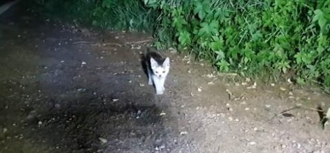 孝顺的小流浪猫,主动把食物让给猫妈妈,还带着猫爸爸找上门 孝顺的小流浪猫,主动把食物让给猫妈妈,还带着猫爸爸找上门