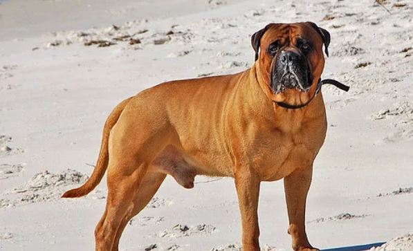 想给马士提夫犬清理牙齿?这些技巧要掌握! 想给马士提夫犬清理牙齿?这些技巧要掌握!