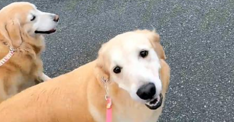 外出遛弯的金毛犬,捡了一只小流浪猫回家,狗狗的行为很暖心 外出遛弯的金毛犬,捡了一只小流浪猫回家,狗狗的行为很暖心