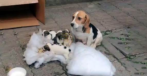 生产完的比格犬,和小狗一起被弃养,面对食物妈妈的反应让人泪目 生产完的比格犬,和小狗一起被弃养,面对食物妈妈的反应让人泪目