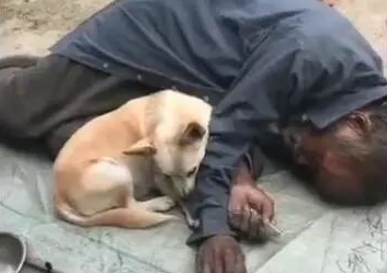 狗狗陪主人家漂泊云泥,每日不离不弃,不嫌贫爱富! 狗狗陪主人家漂泊云泥,每日不离不弃,不嫌贫爱富!