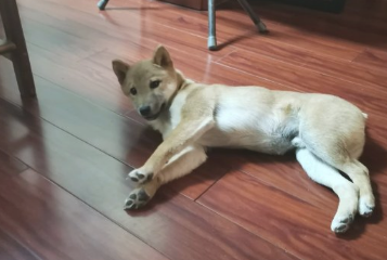 柴犬据说外边下雪了，网友喊它去玩，狗：走瞧瞧去！