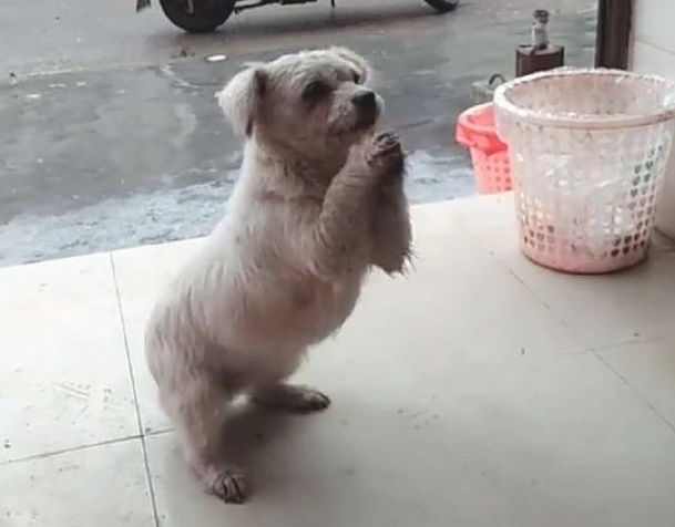流浪犬饿坏了积极跑来店内，见到它勤奋作揖的模样，女生优柔寡断了