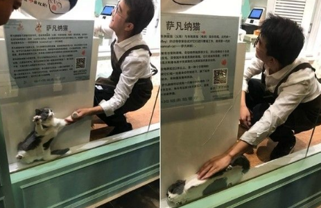 喵咪果然是液体! 躲藏缝隙挤成一片猫觉得好开心 喵咪果然是液体! 躲藏缝隙挤成一片猫觉得好开心