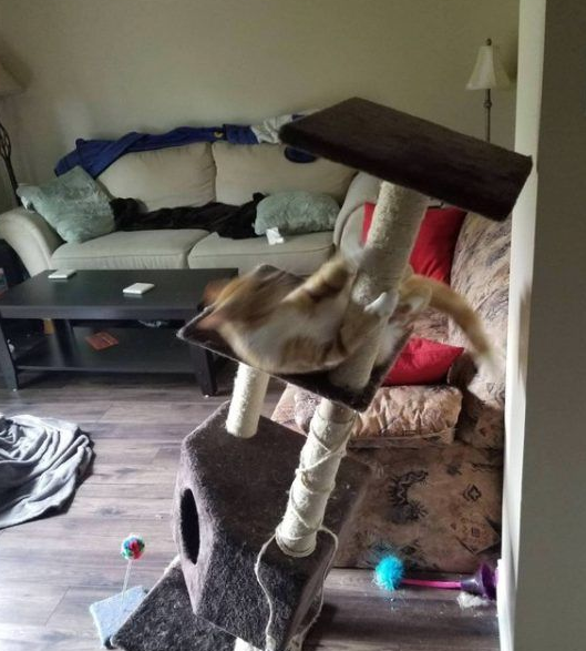 用一张照片形容你的猫 会是哪张代表照呢?