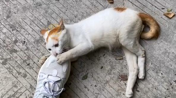向人求助的瘫痪猫咪,被拒绝后拼命挽留人类,它只想有个家呀 向人求助的瘫痪猫咪,被拒绝后拼命挽留人类,它只想有个家呀