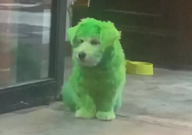 狗狗被“绿”了，网友笑喷：它到底真实经历了什么？