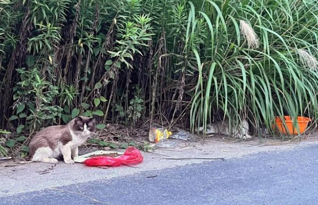 荒无人烟的马路边，生活着7只名贵宠物猫