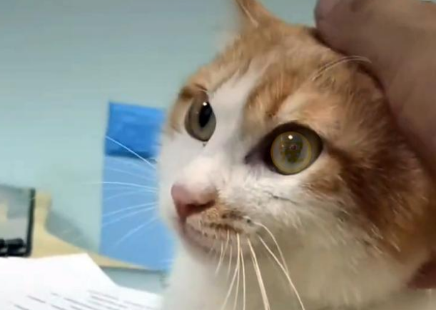 橘猫被人砍断双腿后，依然选择相信人类，坚强求生的样子让人想哭