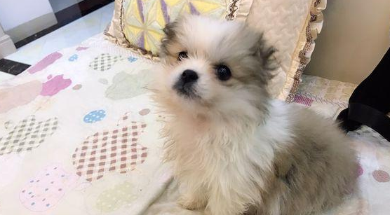 小奶狗在马路边不断的打哆嗦,女生抱住后,商家:这小家伙享福了 小奶狗在马路边不断的打哆嗦,女生抱住后,商家:这小家伙享福了