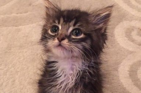 猫咪天生没有肘关节 装上假肢竟成绝美萌猫