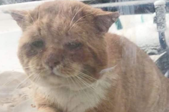 橘猫敲门求助，医生道出无奈真相：不救，它可能活不过冬天！
