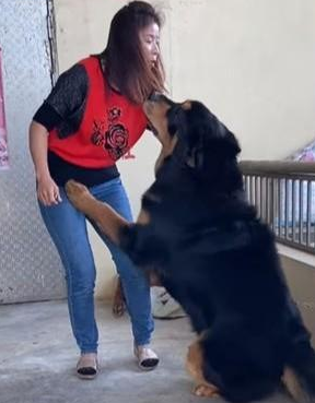 150斤藏獒看到女主人,立刻撒娇求抚摩,主人:儿时本来非常凶 150斤藏獒看到女主人,立刻撒娇求抚摩,主人:儿时本来非常凶