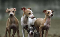 意大利小灵缇犬优缺点