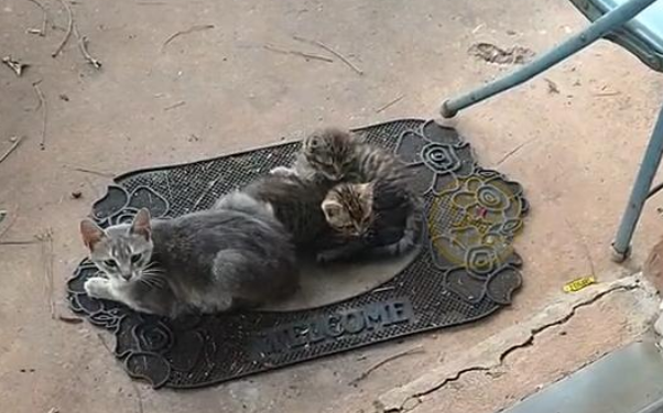 渣猫祸祸小母猫后玩消失,猫妈妈带娃找上门,“受害猫”不止一只 渣猫祸祸小母猫后玩消失,猫妈妈带娃找上门,“受害猫”不止一只