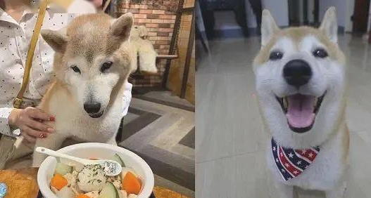 16岁柴犬失智，去到每一角落里都会各种各样卡......大哭求助！