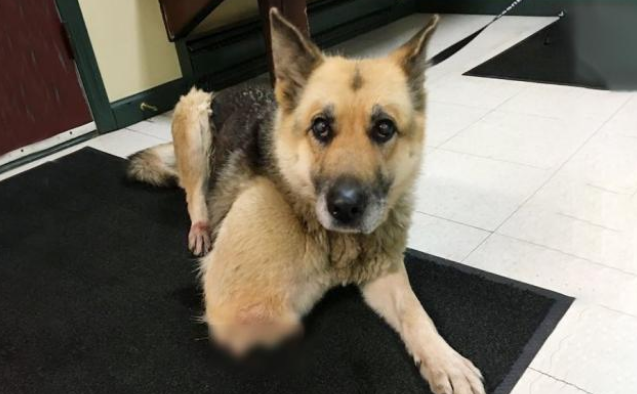 德牧前腿血肉模糊，主人置之不理，竟在狗胃里竟发现其断骨