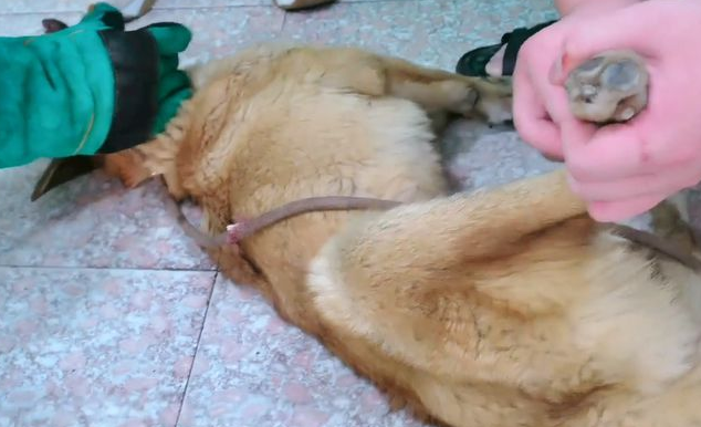 犬瘟加败血症!被抛弃的流浪狗虽遇好心人,可还是因病哀嚎着离去 犬瘟加败血症!被抛弃的流浪狗虽遇好心人,可还是因病哀嚎着离去