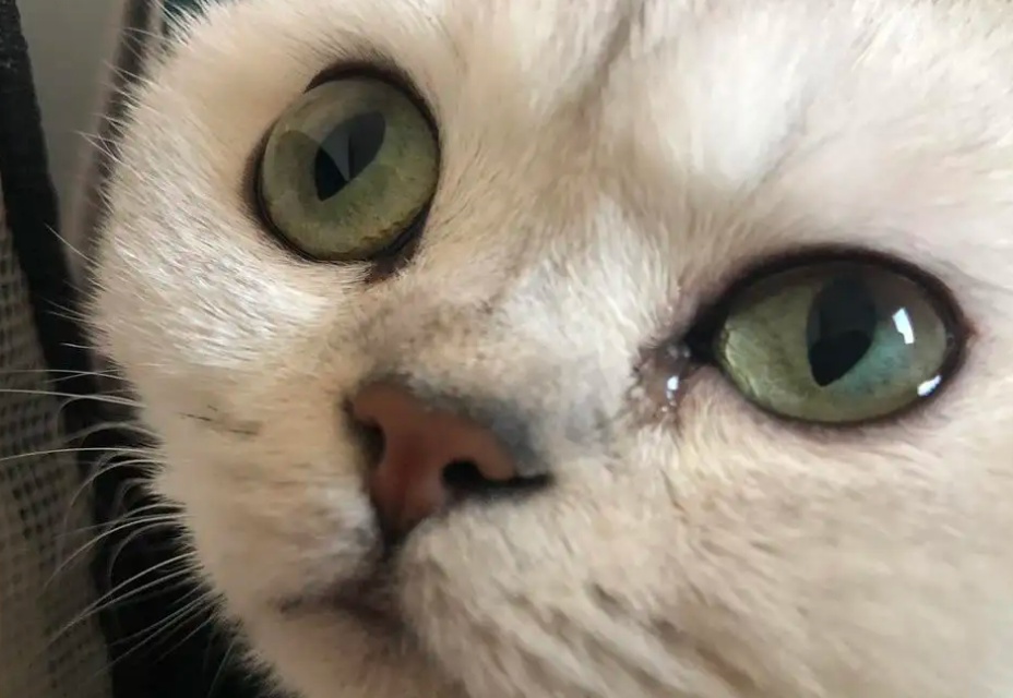 猫眼泪多是怎么回事？铲屎官们快了解一下！