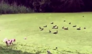 狗狗兴奋奔向绿草地 下一秒却瞬间消失了