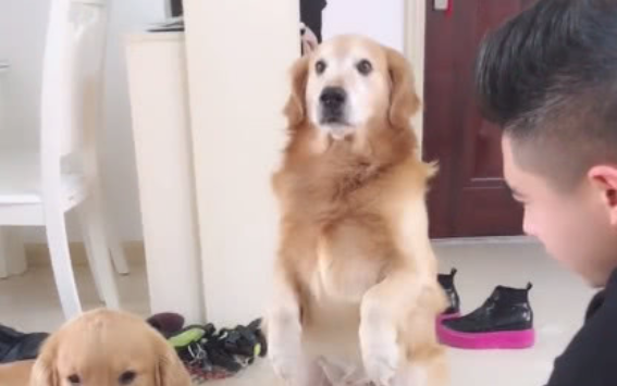 主人问金毛家中谁最丑的人,接下去金毛的回应扎心了老铁! 主人问金毛家中谁最丑的人,接下去金毛的回应扎心了老铁!
