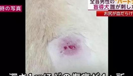 导盲犬陪主人坐地铁 被刺伤为主人却忍痛不叫 导盲犬陪主人坐地铁 被刺伤为主人却忍痛不叫