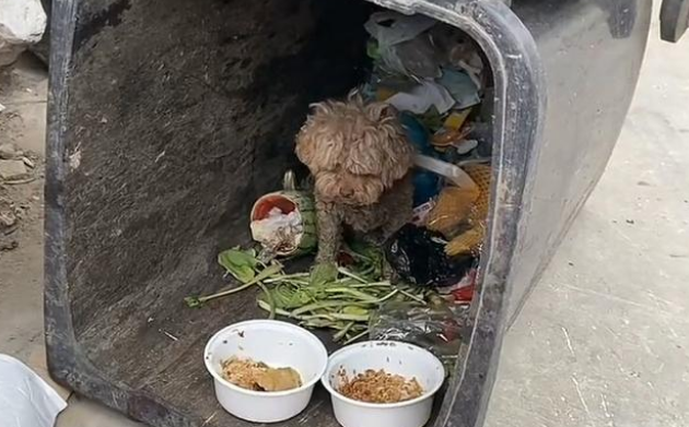 宠物狗与主人走失后会怎样？不幸被车撞伤，每天以垃圾为食