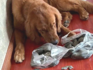 主人家因粗心大意造成小狗下落不明，追寻大半年后，在某下雨天巧遇漂泊家狗