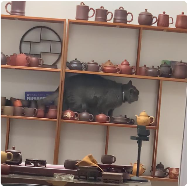 江苏猫咪爬上茶壶架铲屎官慌了：大哥你下来！隔屏都能感受到绝望