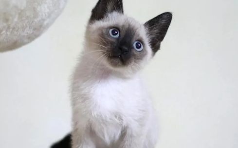暹罗猫和其他猫配种会出事吗?一文替你解答! 暹罗猫和其他猫配种会出事吗?一文替你解答!