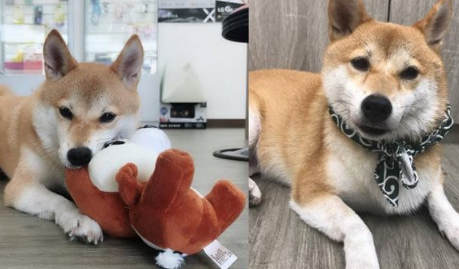 柴犬界的柯p 超可爱模样是店里的活招牌 柴犬界的柯p 超可爱模样是店里的活招牌