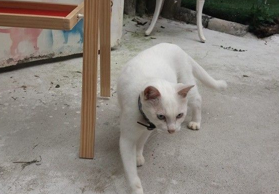 佛系经营方式的猫咖啡厅 现任店长背后故事超感人