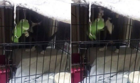 猫界拳王诞生了!爱上对着青蛙玩偶练功夫的萌猫 猫界拳王诞生了!爱上对着青蛙玩偶练功夫的萌猫