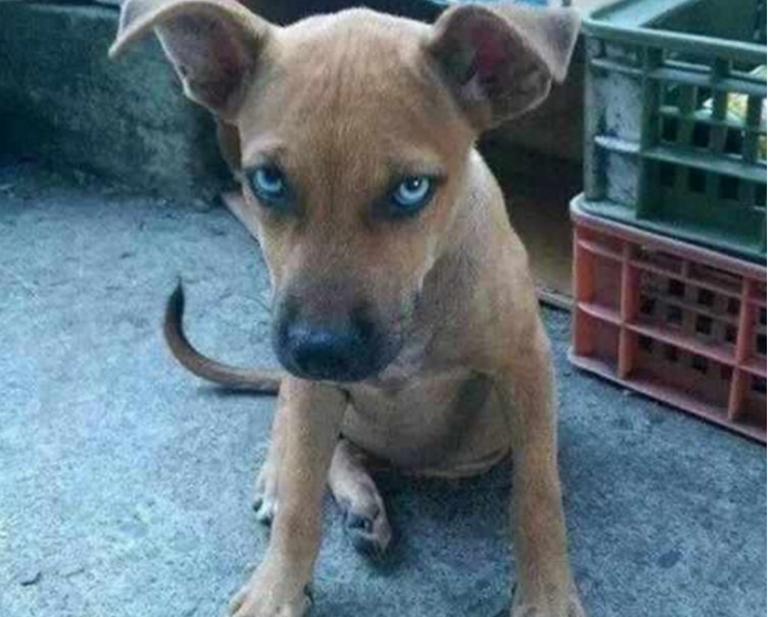 马路边捡回来一只流浪犬，每天嘲讽瞪着看人，男友都说狗儿很恐怖！