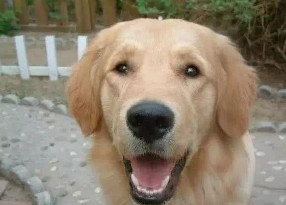 狗狗一直闻着马路边的垃圾袋不愿走,主人好奇心开启后,令人惊喜不已!