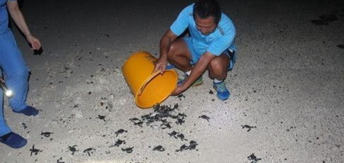 143只绿蠵龟幼龟深夜迷路 军民用水桶护送回大海