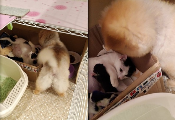 博美每天和怀孕猫咪打架 但在小猫出生后...它却秒变保姆照顾 博美每天和怀孕猫咪打架 但在小猫出生后...它却秒变保姆照顾
