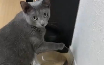 猫咪的水碗经常打翻，猫奴换上结实玻璃碗后气死：你故意的！