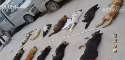 投毒害狗还想脱身?我们不答应,法律更不答应! 投毒害狗还想脱身?我们不答应,法律更不答应!