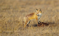 奔跑速度可达50公里/时的草原狐，寿命有多长呢？