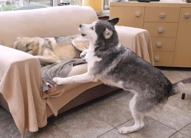 主人家养了狼犬后，二哈的衣食住行就不幸了，狗：管一下下它吧