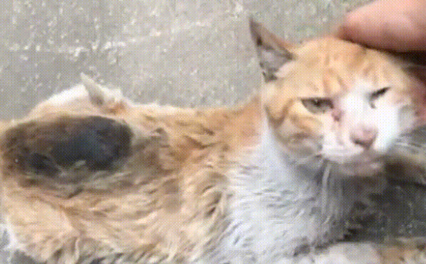 那只被人烫伤的流浪猫，再次遇见人类后，依然选择信任