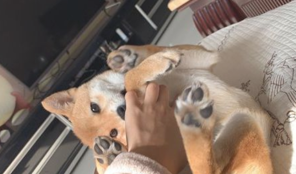 柴犬反映很灵敏,网友已经逗它玩,听见脚步声立刻提高警惕 柴犬反映很灵敏,网友已经逗它玩,听见脚步声立刻提高警惕
