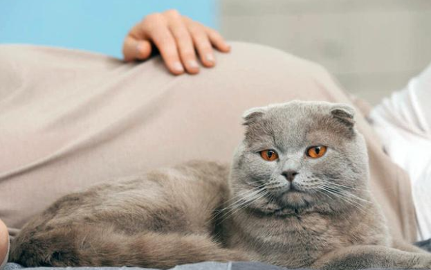 流浪猫上门求收养，准妈妈不忍驱赶，因为猫也怀孕了！